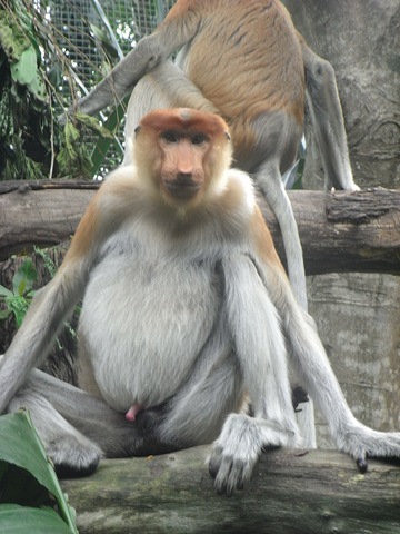 Singapore zoo Singapore zoo
